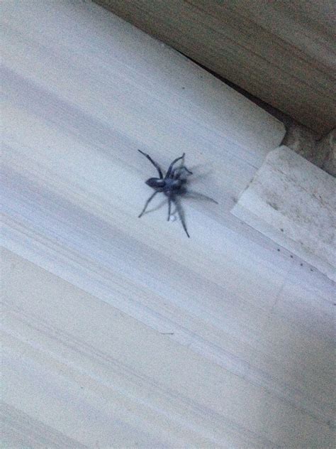 家里有大蜘蛛